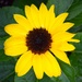 Kindergarten Sunflower