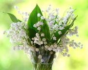 19th May 2026 - Lily-of-the-valley