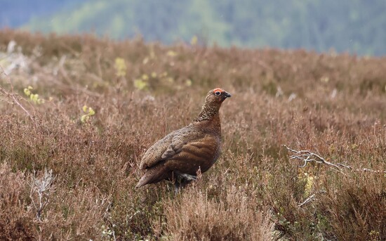 Red Grouse on 365 Project