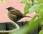 19th May 2026 - Dunnock is back. 
