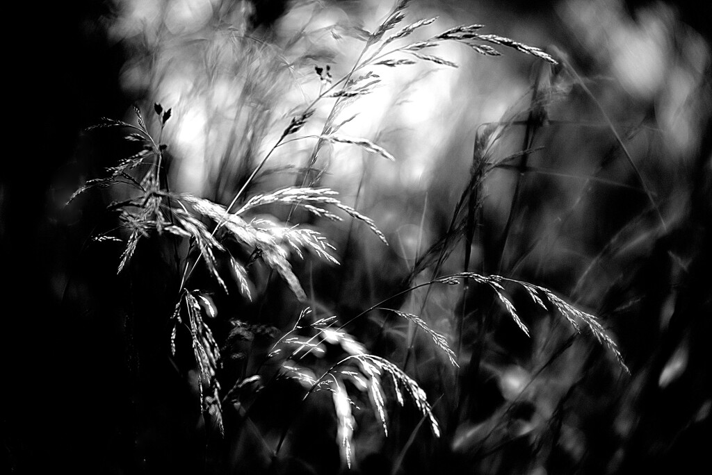 Spring contrasts by joysabin