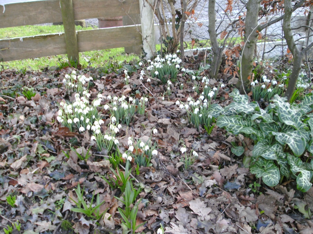 Snowdrops in a corner. by happypat