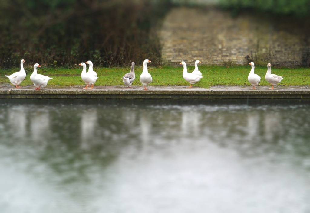 Great weather for geese by judithg