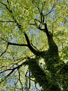 20th May 2026 - Canopy