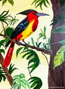 20th May 2026 - The Todiramphus (acrylic painting)