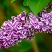 Sensational Sensation Lilac