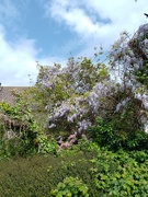 17th May 2026 - Wisteria 