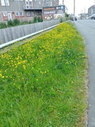 18th May 2026 - Buttercups 