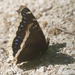 Mourning Cloak butterfly