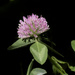 red clover