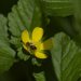 Mining bee on a mock strawberry