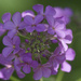 Invasive dame's rocket 