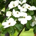 Dogwood Beauty
