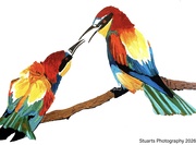 21st May 2026 - European bee-eater (acrylic painting)