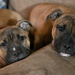 Two Little Souls, Side by Side, Heart to Heart