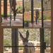 Surprise Visitor