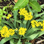 15th May 2026 - Yellow Flowers In The Rain