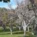 Cornwall Park