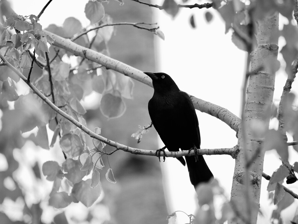 Common Grackle by ljmanning
