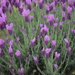 5-21-26 Lavendar by Any Other Name