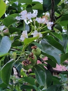 20th May 2026 - Pears present and future
