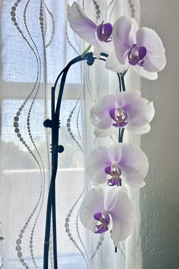 Orchid by loweygrace