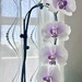 Orchid