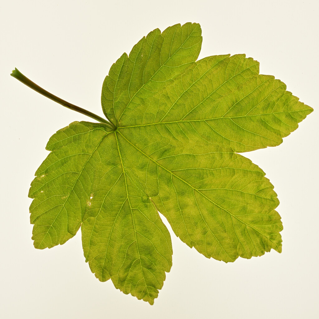 Sycamore leaf by khandro