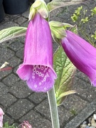 22nd May 2026 - Foxglove