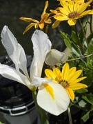21st May 2026 - White Iris and yellow Osteospermum