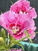 20th May 2026 - Dianthus