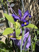 19th May 2026 - Iris
