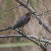 green heron