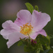 Smooth rose