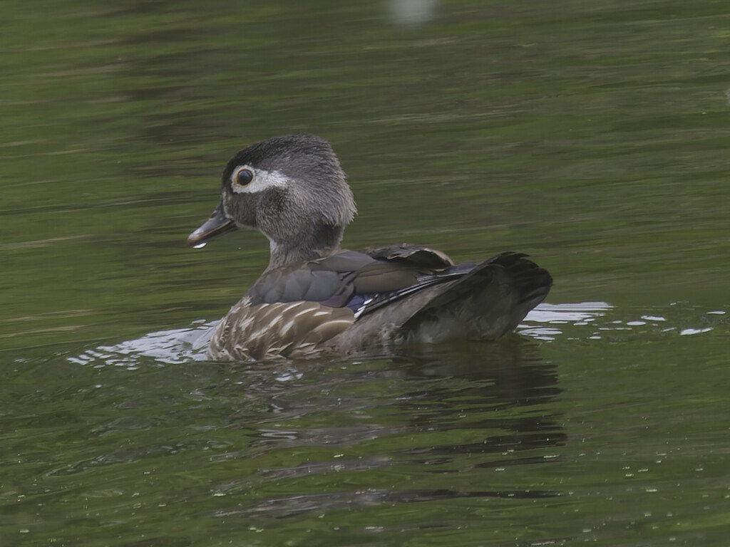 wood duck by rminer
