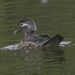 wood duck