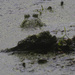 American bullfrog