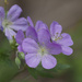 wild geranium 