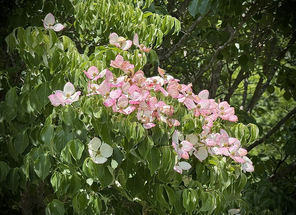 Pink Dogwood by calm