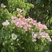 Pink Dogwood