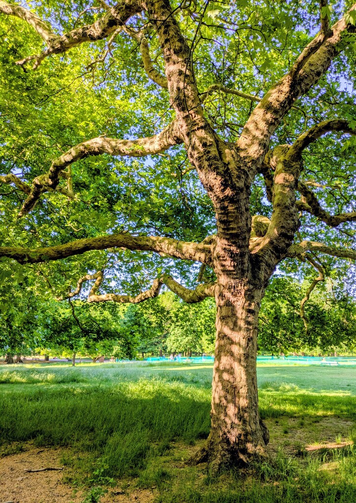 Dappling  by boxplayer