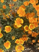 22nd May 2026 - Vibrant!