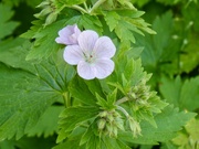 23rd May 2026 - Geranium