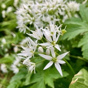 24th May 2026 - Wild garlic
