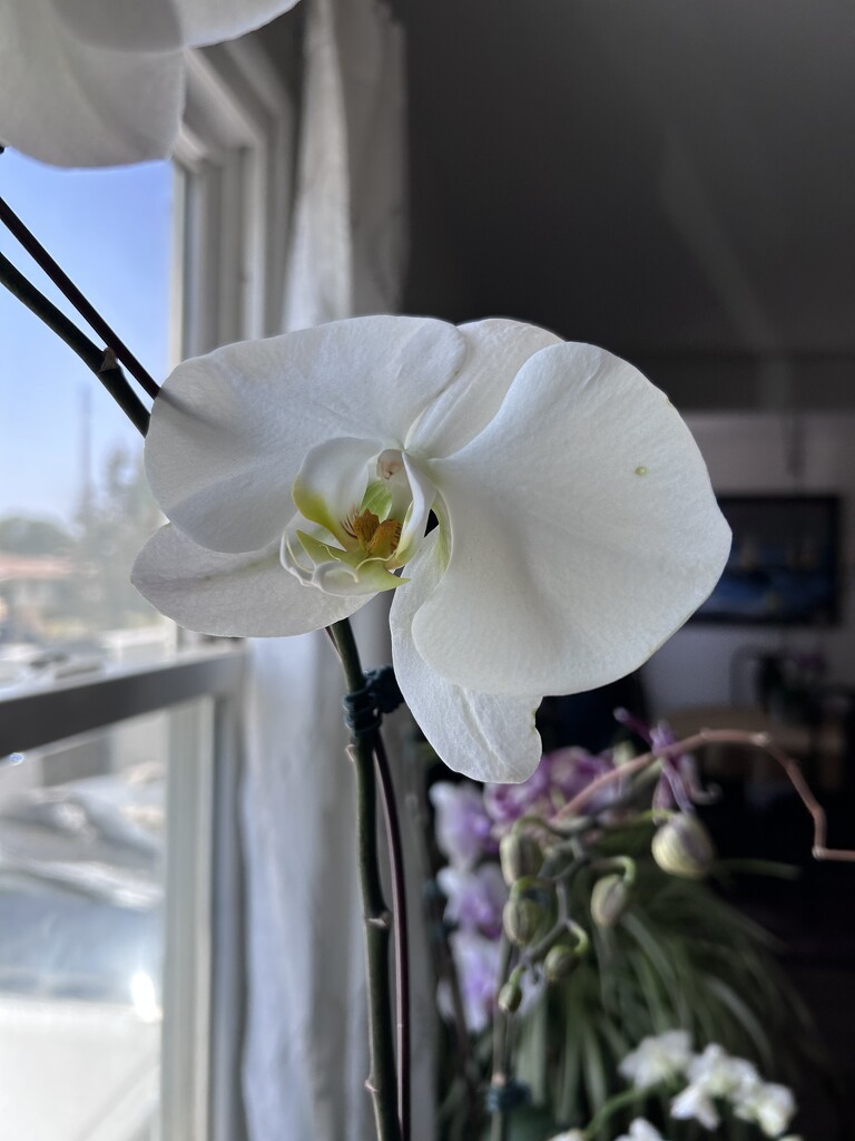Orchid by loweygrace