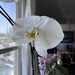 Orchid