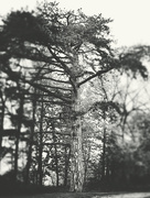 23rd May 2026 - Evergreen
