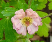 24th May 2026 - Pretty Geum