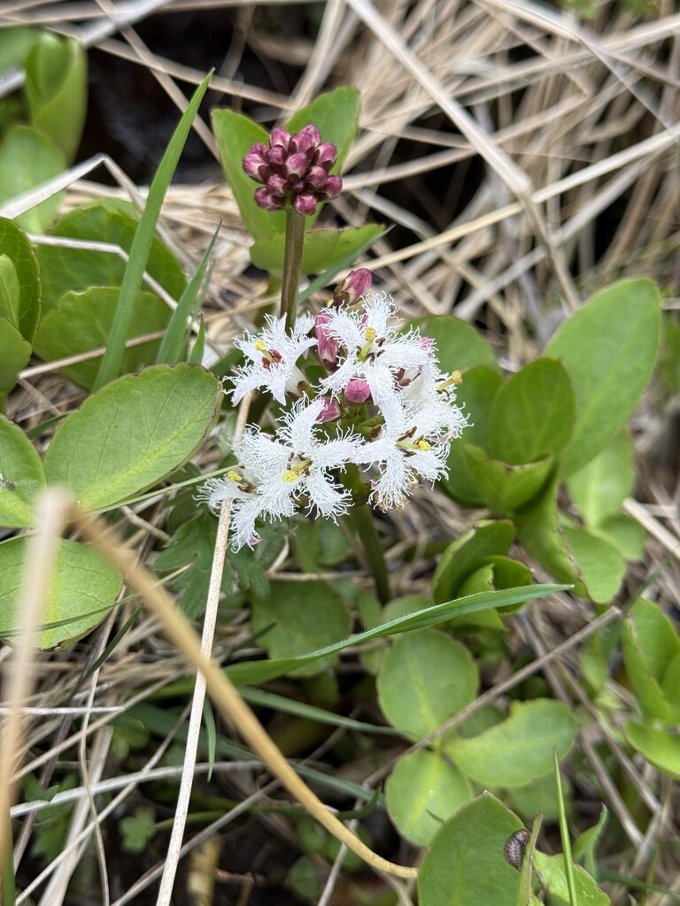 Bogbean  by lifeat60degrees