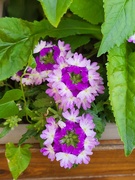 24th May 2026 - Purple and green